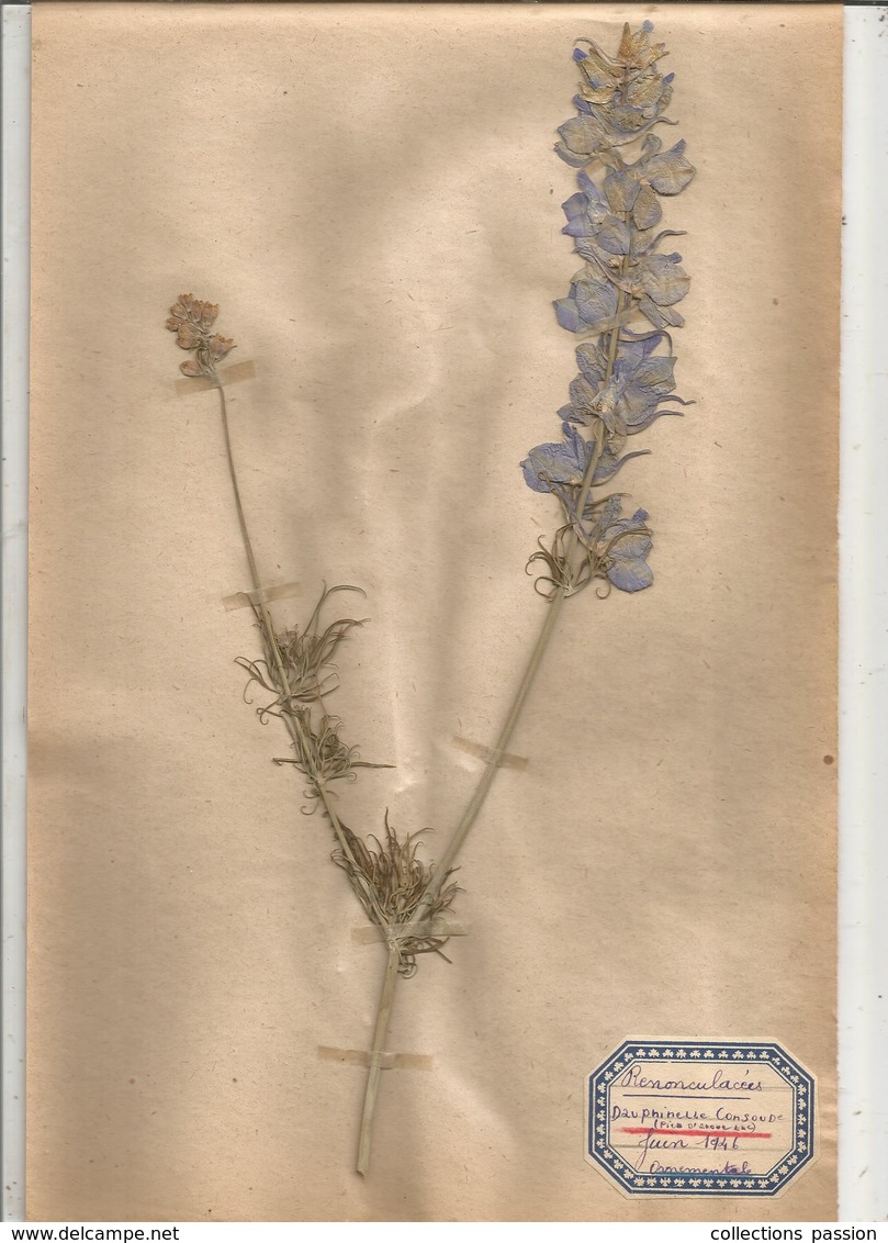 Herbier Véritable,fleurs Séchés, 6 Planches , Famille Des RENONCULACEES , 1946 , 7 Scans, Frais Fr 3.15 E - Autres & Non Classés