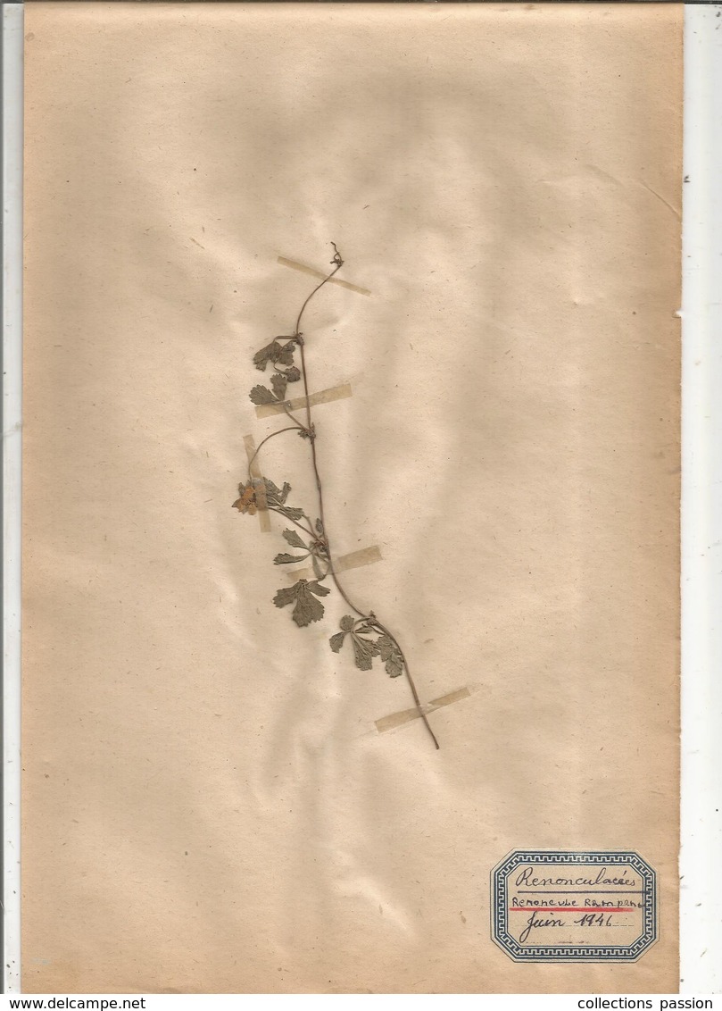 Herbier Véritable,fleurs Séchés, 6 Planches , Famille Des RENONCULACEES , 1946 , 7 Scans, Frais Fr 3.15 E - Autres & Non Classés