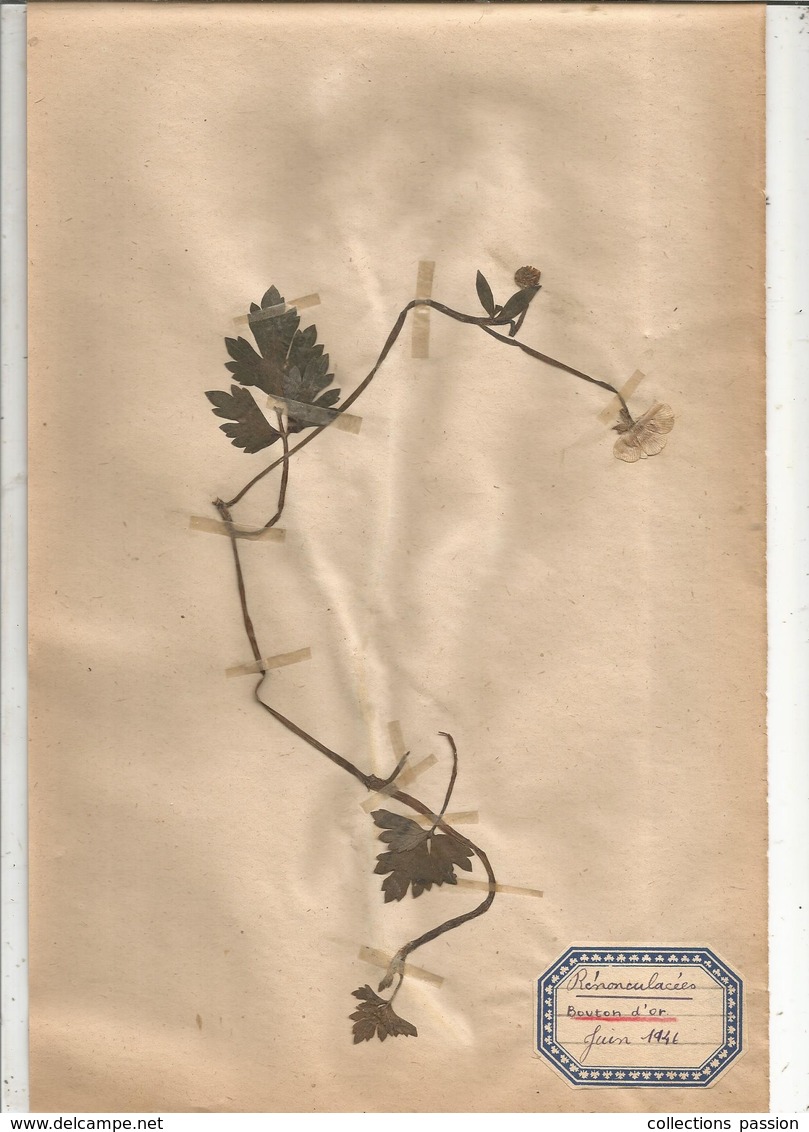 Herbier Véritable,fleurs Séchés, 6 Planches , Famille Des RENONCULACEES , 1946 , 7 Scans, Frais Fr 3.15 E - Autres & Non Classés