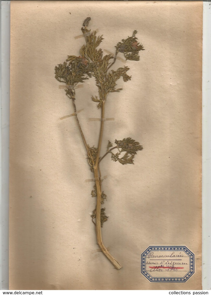 herbier véritable,fleurs séchés, 6 planches , famille des RENONCULACEES , 1946 , 7 scans, frais fr 3.15 e