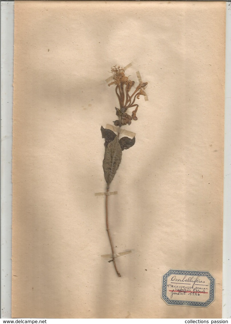 Herbier Véritable,fleurs Séchés, 1 Planche , Famille Des OMBELLIFERES , 1946 , 2 Scans, Frais Fr 1.55 E - Autres & Non Classés