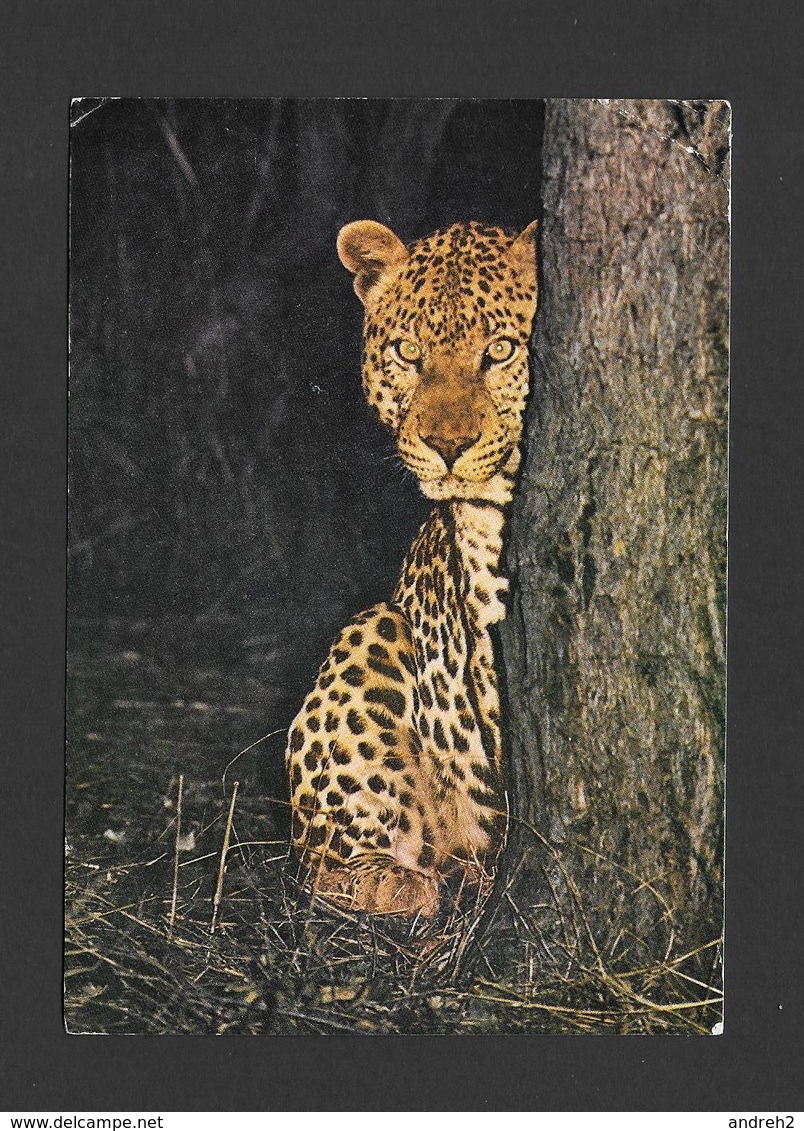 ANIMAUX - ANIMALS - AFRICAN LEOPARD - WANKIE NATIONAL PARK RHODESIA - WONDERFUL STAMP - BY R.A. BOURLAY - Autres & Non Classés