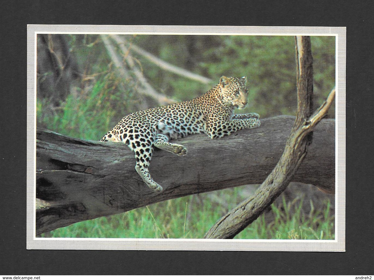 ANIMAUX - ANIMALS - AFRICAN LEOPARD - WILDLIFE AFRICA PHOTO ANUP AND MANOJ SHAH - Autres & Non Classés