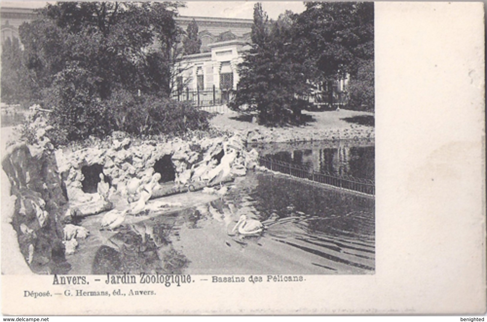 Antwerpen - Anvers: Dierentuin - Zoo - Jardin Zoologique - Bassins Des Pélicans - Pelikanen - Pelikaan - Birds