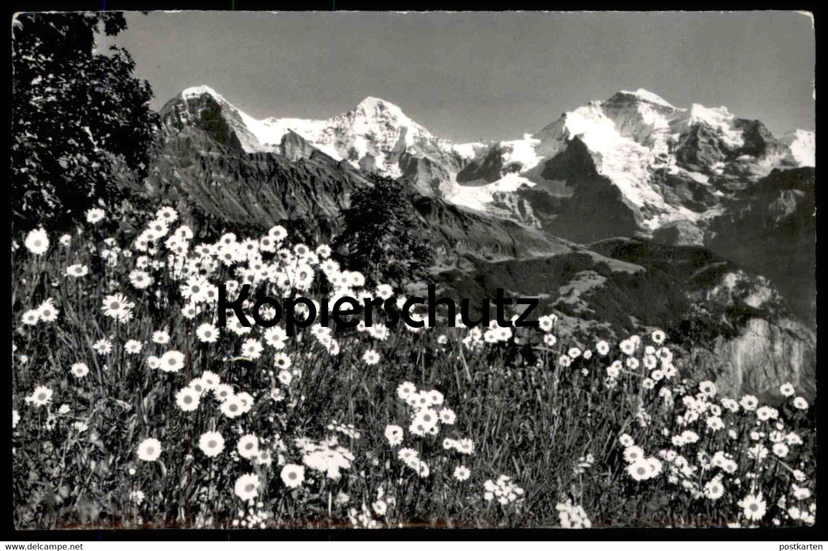 ÄLTERE POSTKARTE SCHWEIZ EIGER MÖNCH UND JUNGFRAU CHRYSANTHEMUM LEUCANTHEMUM WUCHERBLUME Botanik Blumen Blume Cpa - Plantas Tóxicas