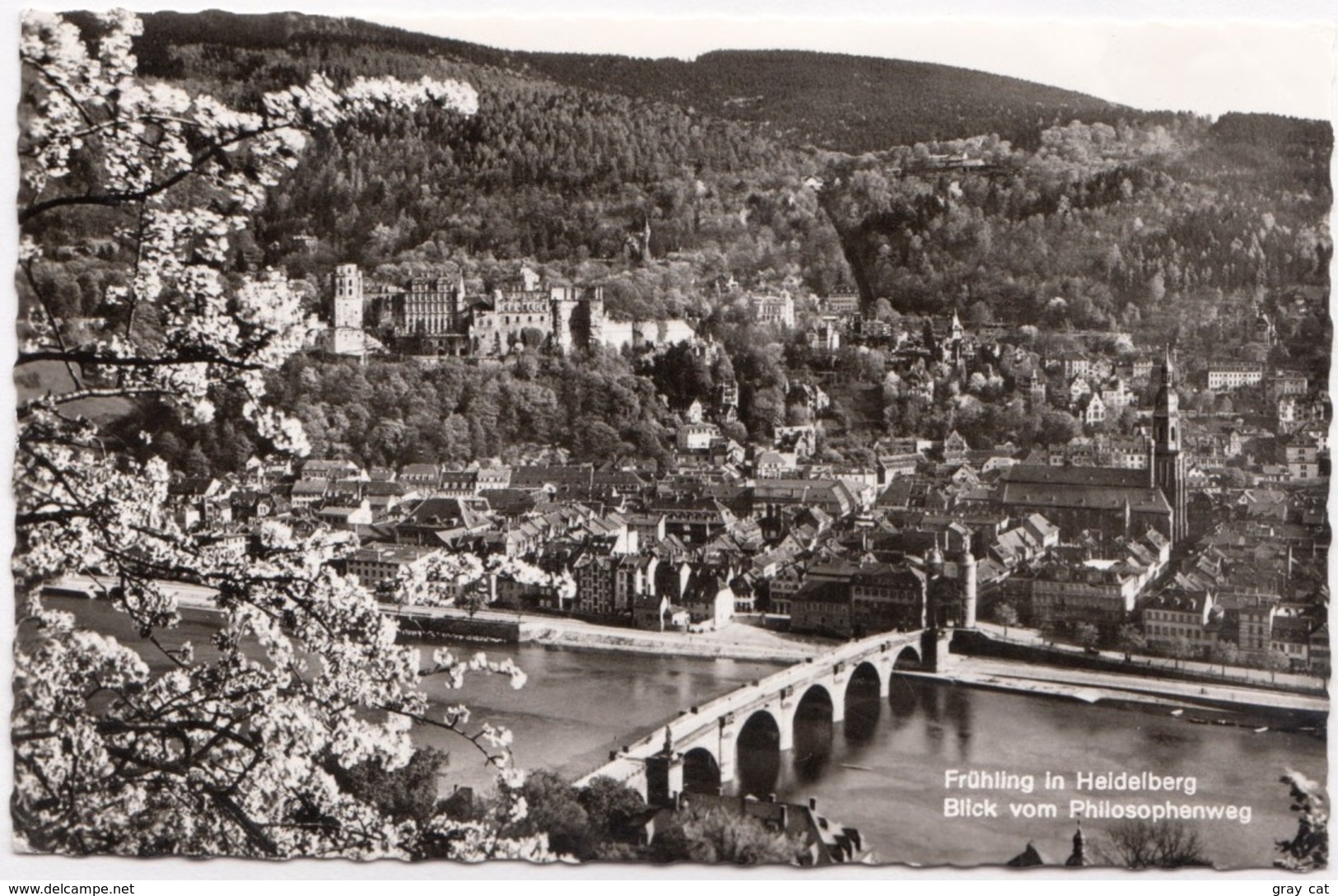 Fruhling In Heidelberg, Blick Vom Philosophenweg, Germany, 1964 Used Real Photo Postcard [22378] - Heidelberg