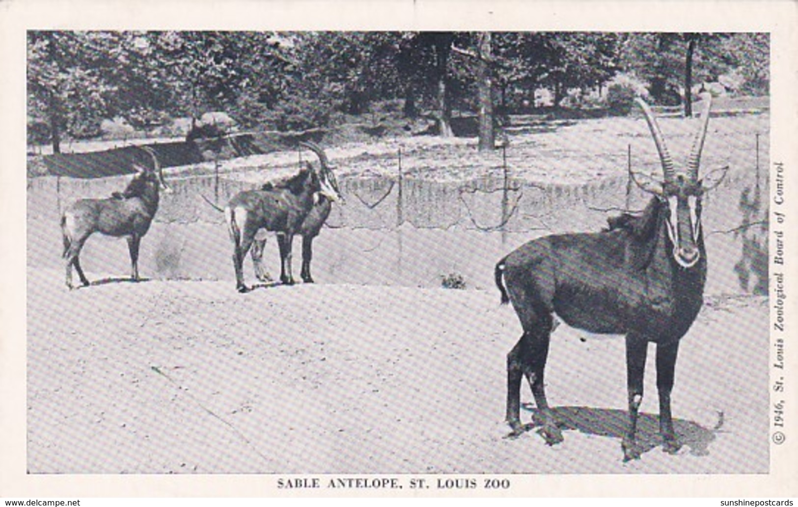 Missouri St Louis Zoo Sable Antelope - St Louis – Missouri