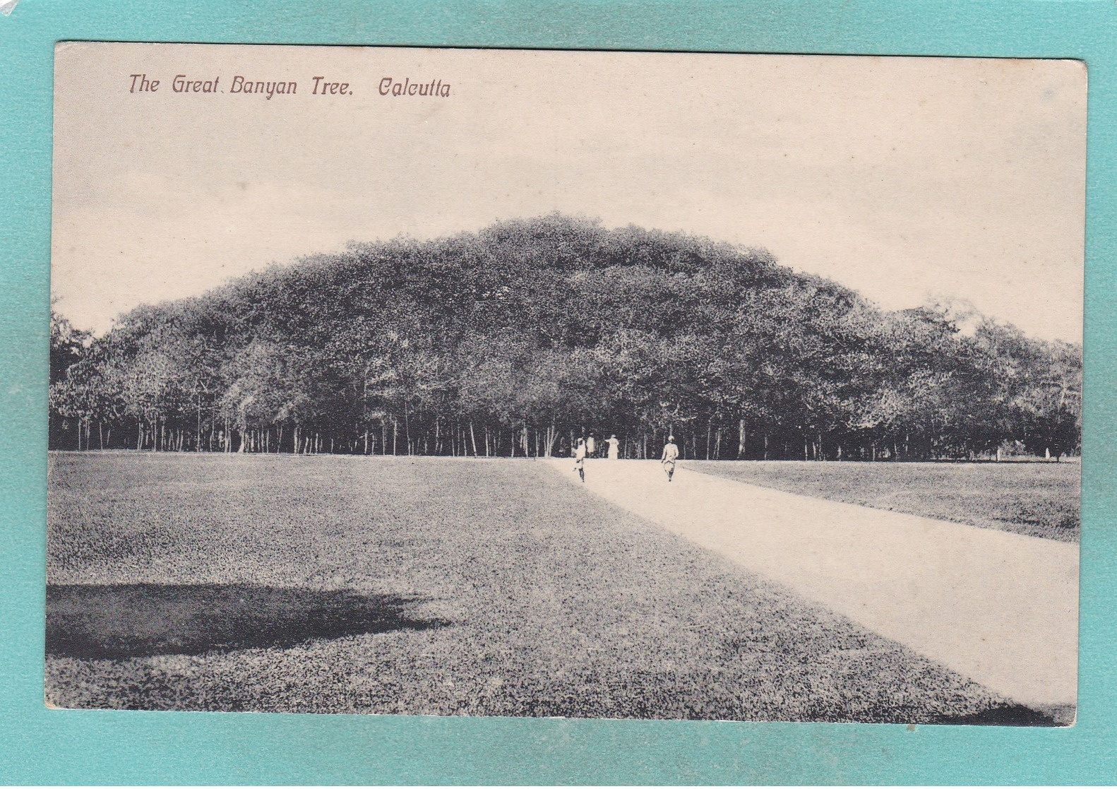 Old Post Card Of The Great Banyan Tree,Calcutta,Kolkata, West Bengal, India.J19. - India