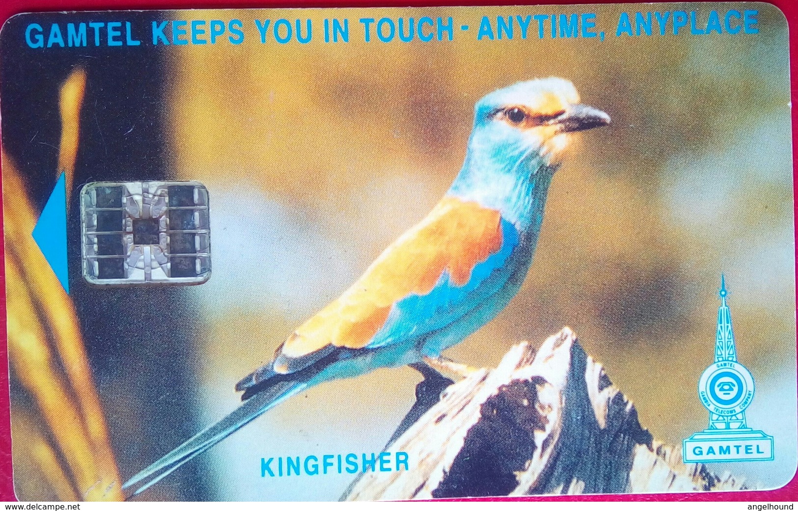 Kingfisher 125 Units - Gambie
