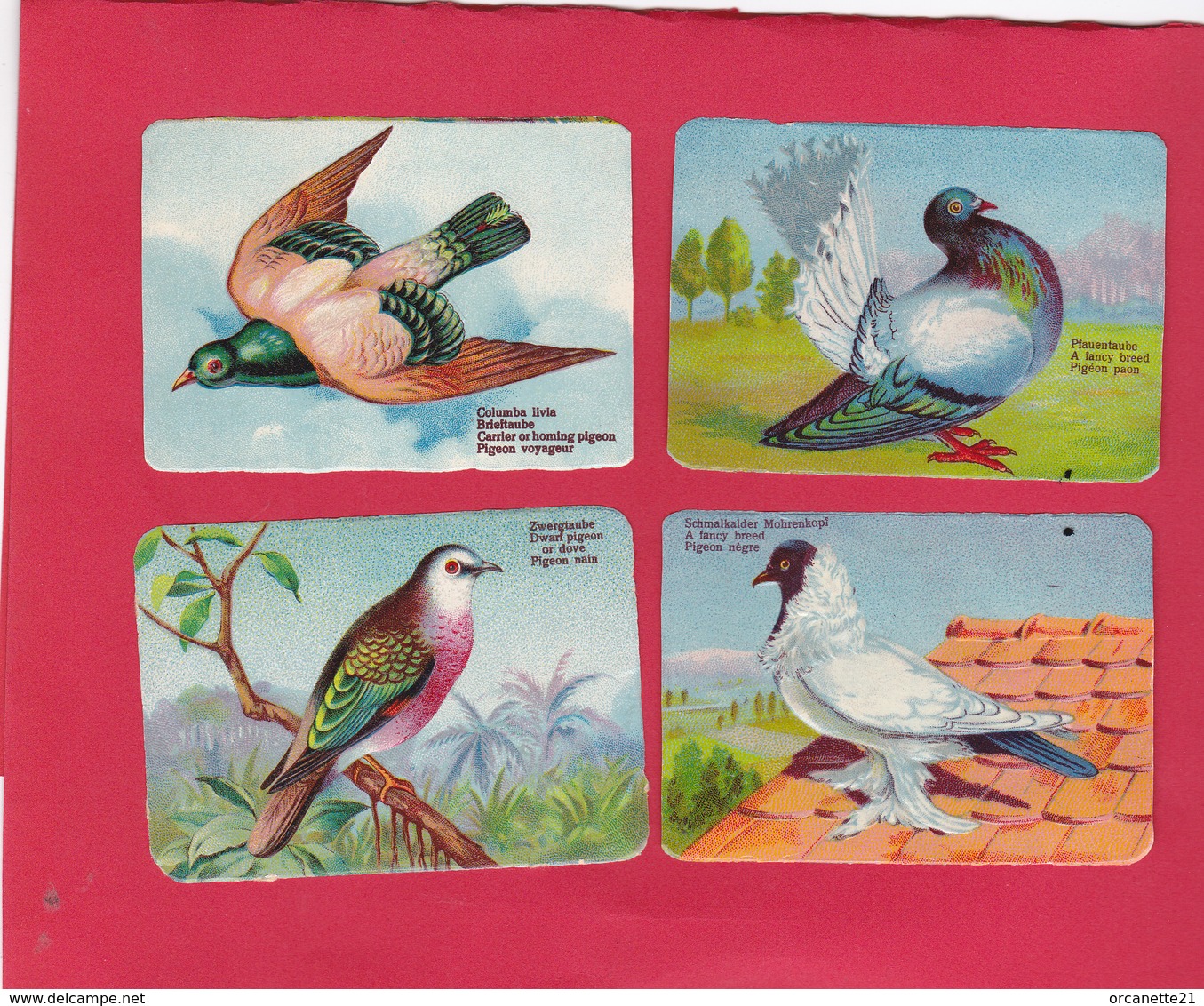 8 Chromos - Découpis éducatifs (2 Scans ) Légèrement Gaufrés  - Les Oiseaux  (pigeon - Colombe - Mouette) - Animaux