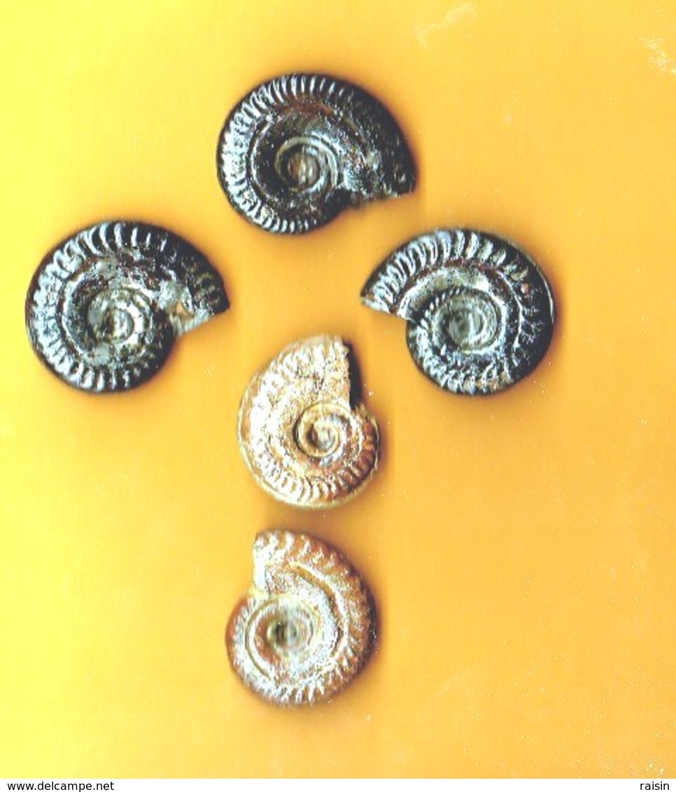 Ammonites Toarcien Domérien St Paul Des Fonts (Aveyron)  Lot De 5 - Fósiles