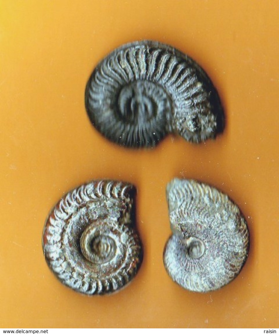 Ammonites Toarcien Domérien St Paul Des Fonts (Aveyron)  Lot De 3 - Fossiles