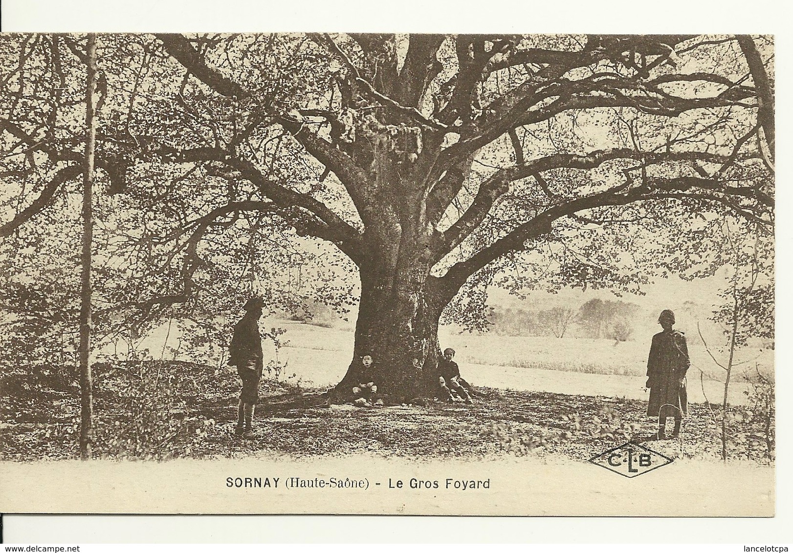 70 - SORNAY / LE GROS FOYARD (ARBRE) - Sonstige & Ohne Zuordnung