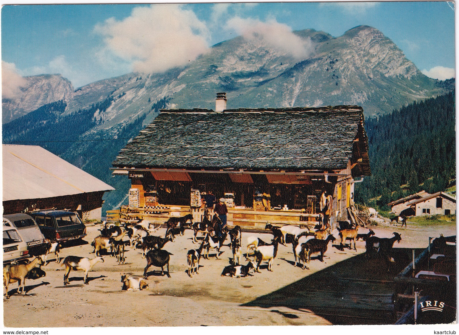 Les Lindarets: VW 412 VARIANT, CITROËN 2CV, PEUGEOT 204 BREAK - CHÈVRE En Liberté - Pointe De La Chavache (Hte-Savoie) - Toerisme