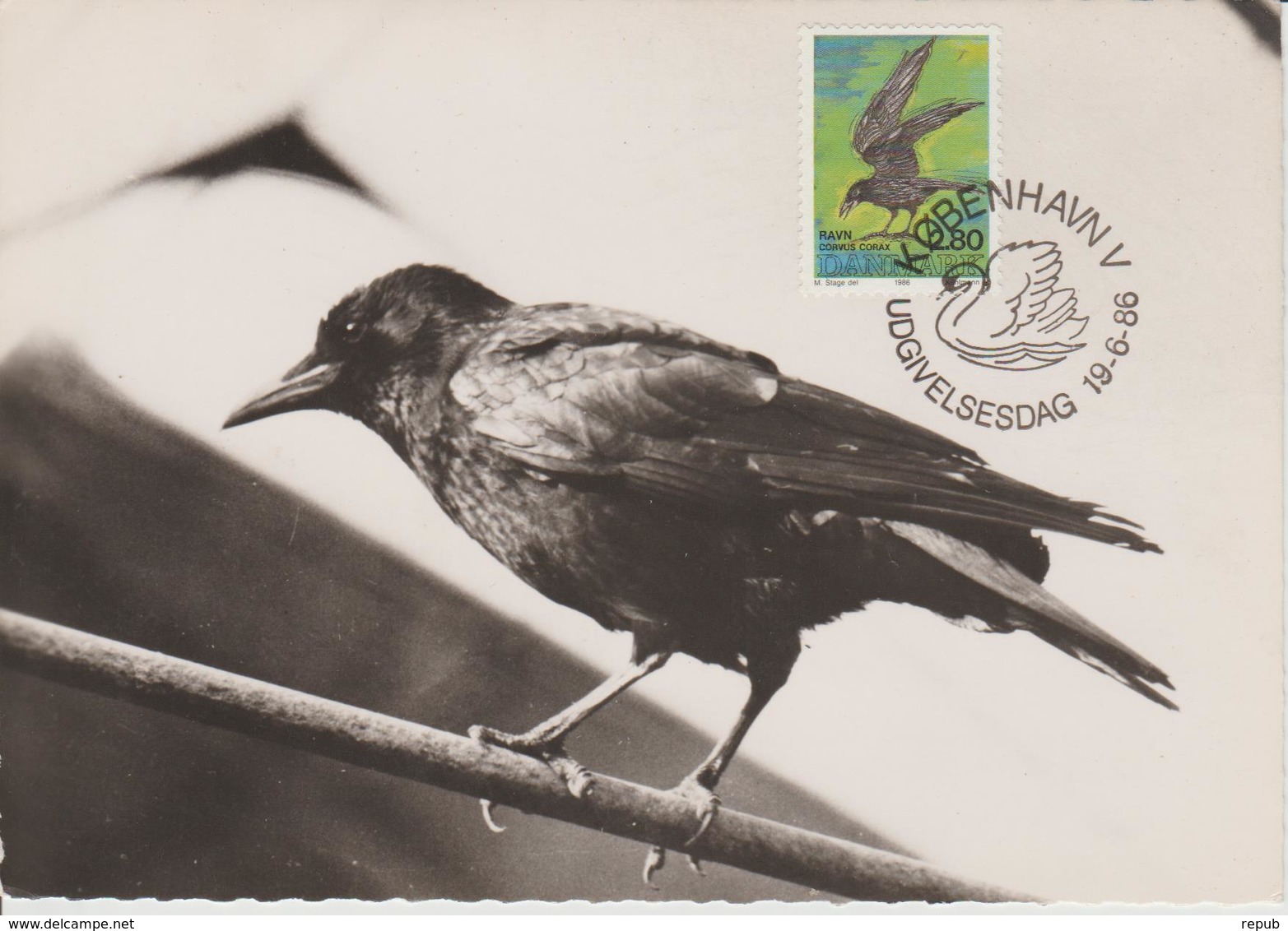 Danemark Carte Maximum 1986 Oiseau Corbeau 876 - Cartoline Maximum