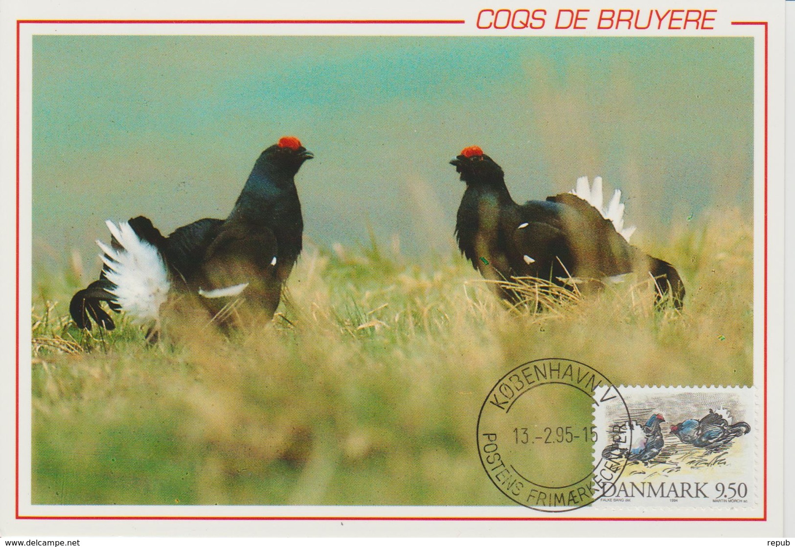 Danemark Carte Maximum 1994 Oiseaux Coqs De Bruyère 1092 - Cartoline Maximum