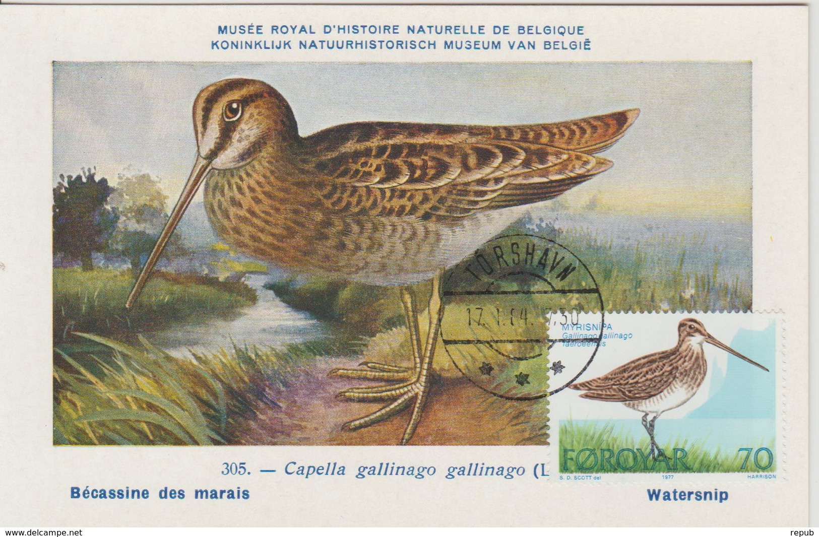 Féroé Carte Maximum Oiseaux 1977 Bécassine 22 - Faroe Islands