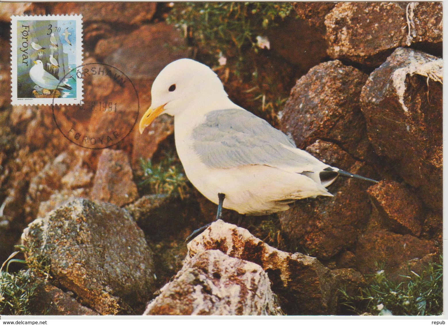 Féroé Carte Maximum Oiseaux 1991 Mouette - Féroé (Iles)