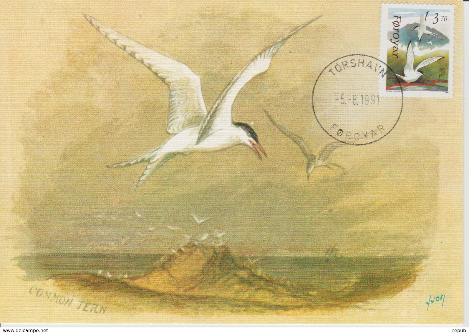 Féroé Carte Maximum Oiseaux 1991 Sterne 214 - Färöer Inseln