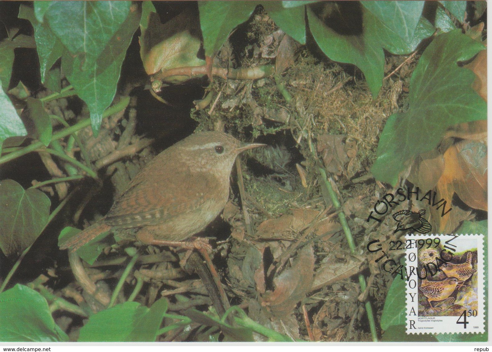 Féroé Carte Maximum Oiseaux 1999 Troglodytes 348 - Féroé (Iles)