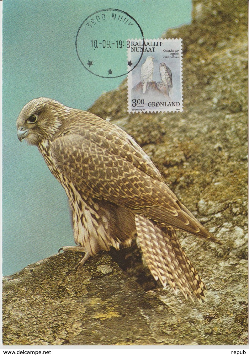Groenland Carte Maximum Oiseaux 1988 Faucon 169 - Cartes-Maximum (CM)