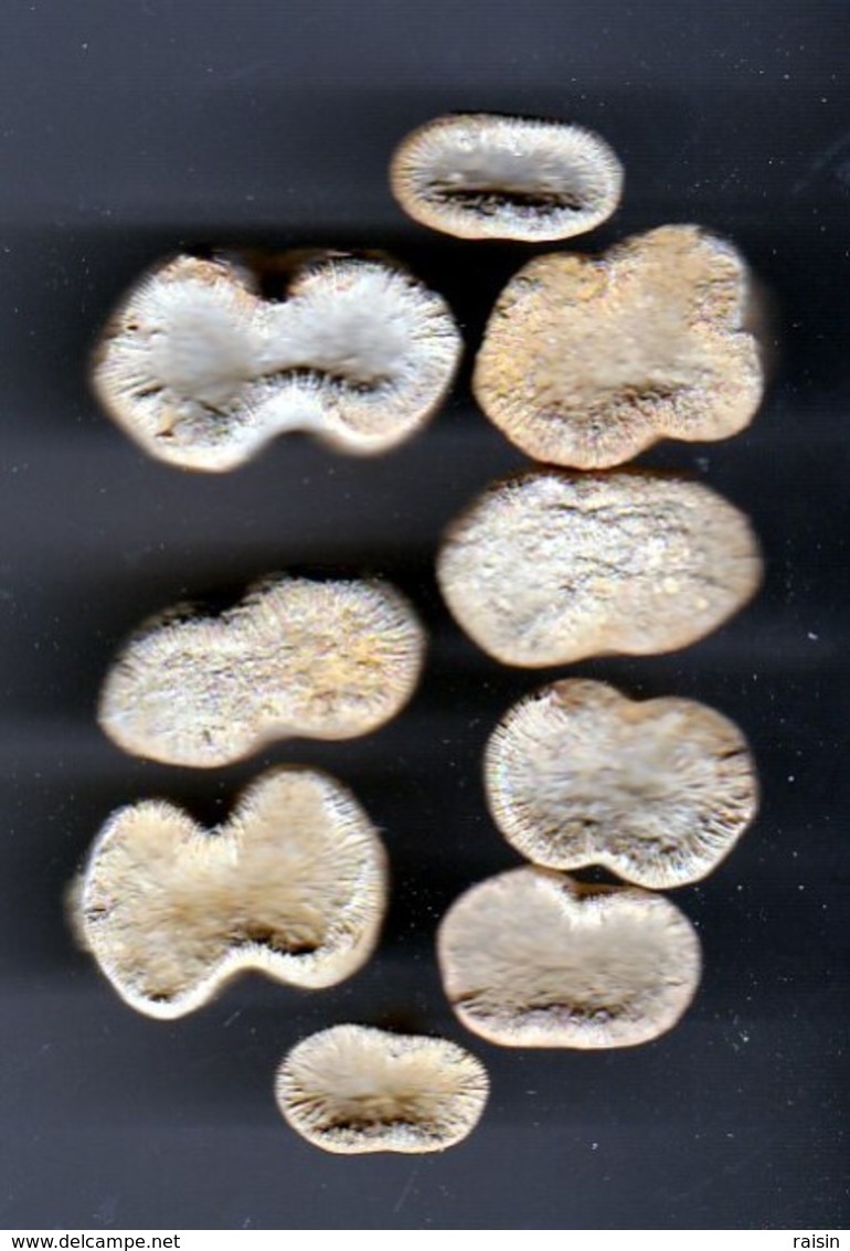 Pattalophyllia Sinuosa Eocène ( Sud-Ouest,France) 56 Millions D'années Environ Lot De 9 état Brut - Fossiles