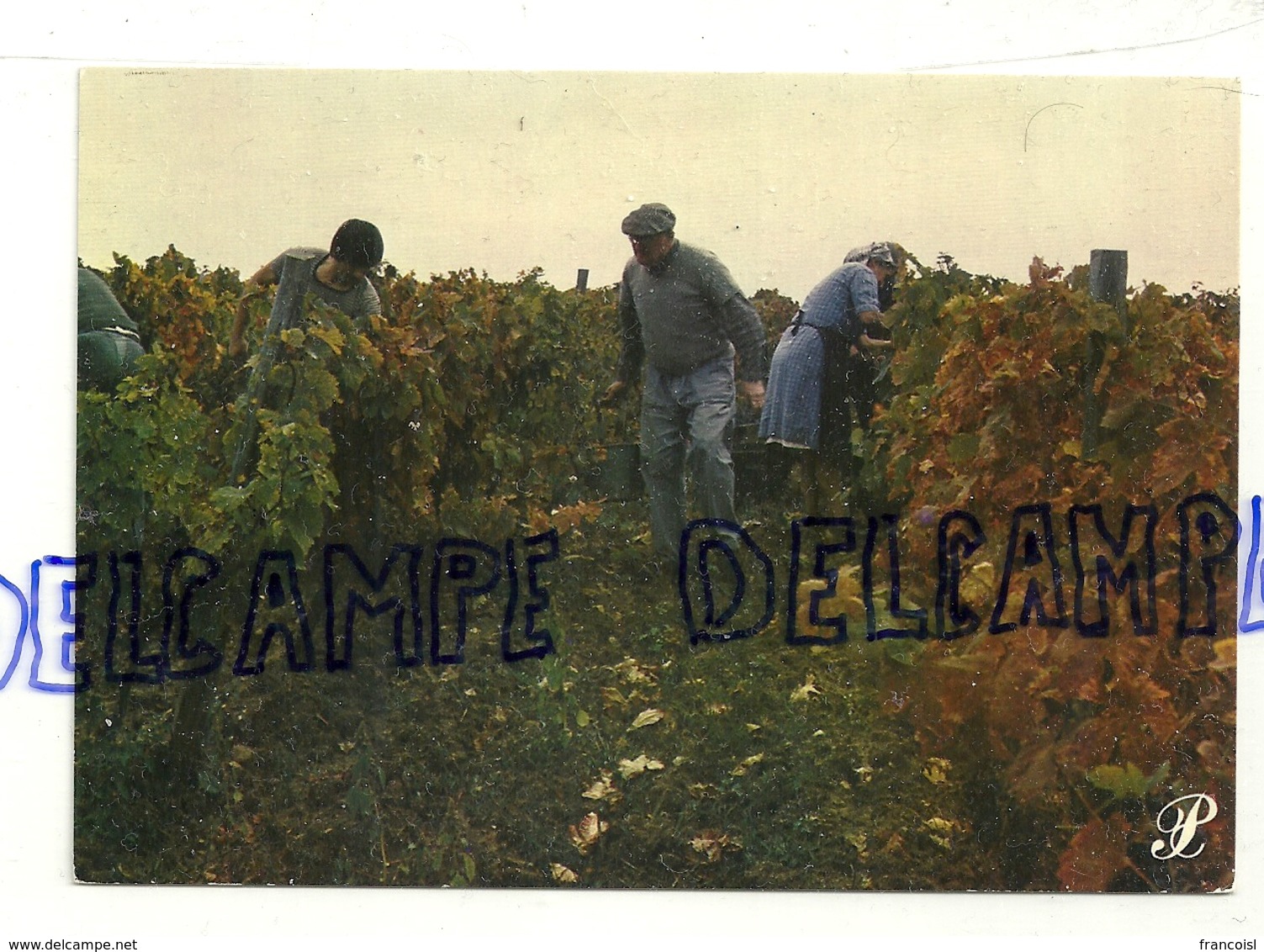 Vignerons. Prestige Cevennes. Cap-théojac. Photo Claude Roy - Vignes