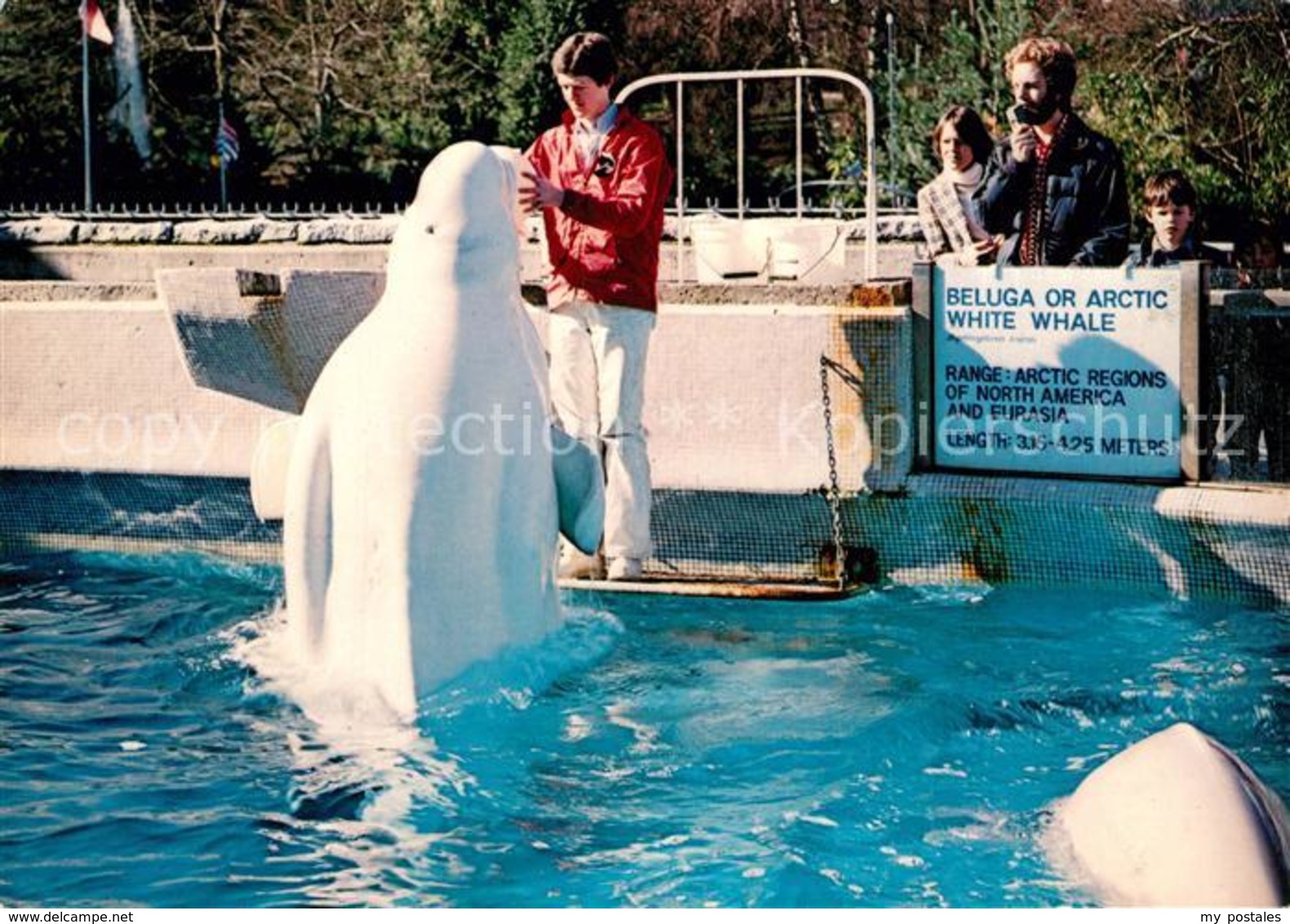 73290677 Vancouver_British_Columbia Beluga Or Arctic White Whale Stanley-Park Aq - Ohne Zuordnung