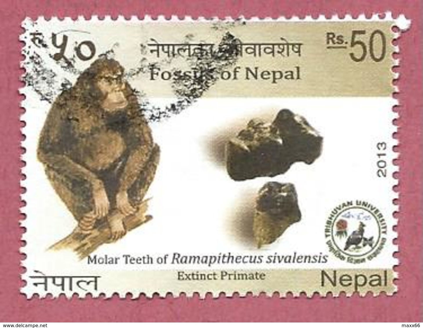 NEPAL USATO - 2013 - FOSSILI - Ramapithecus Sivalensis - 50 Rs - Michel NP 1124 - Nepal