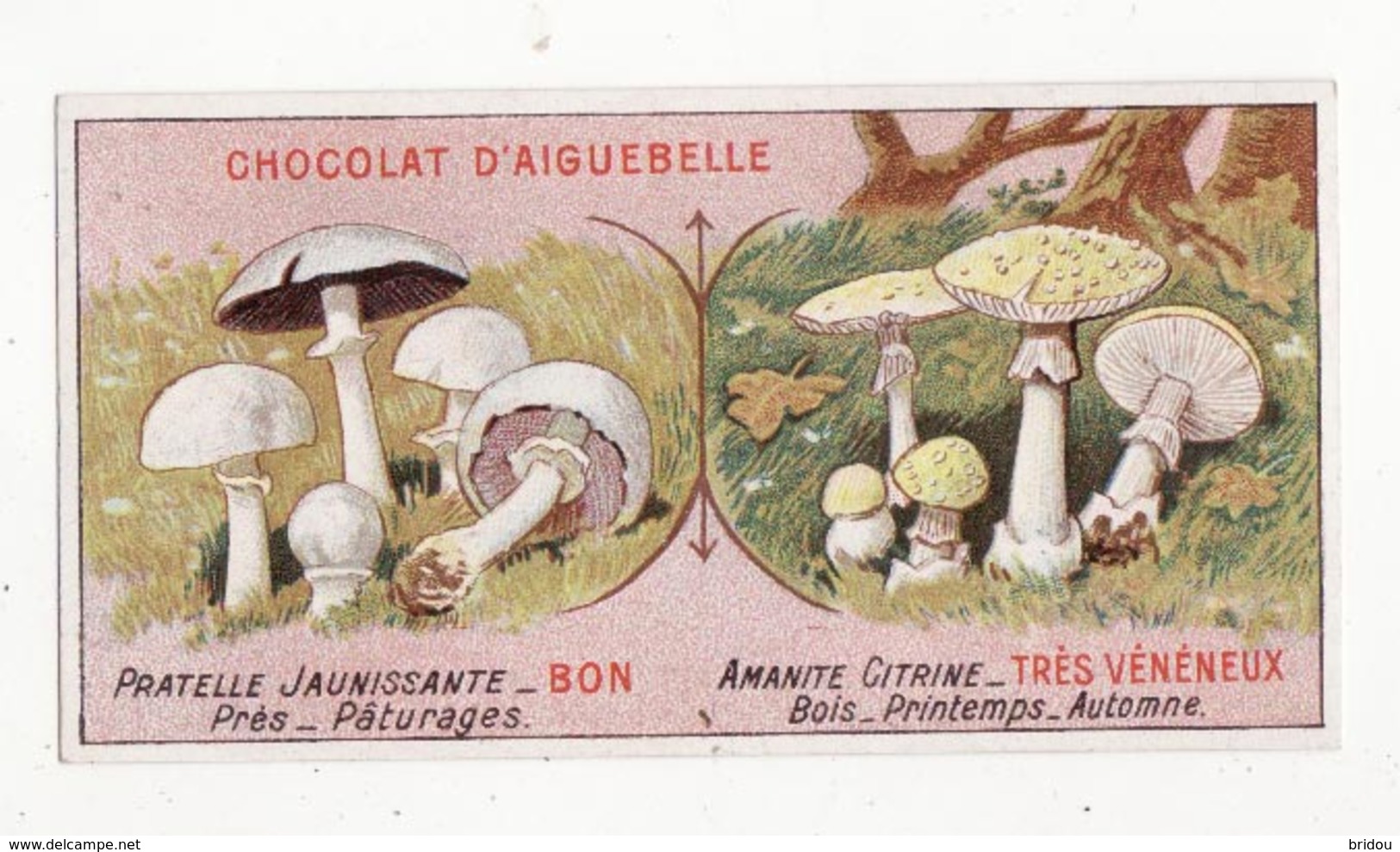 Chromo  AIGUEBELLE   Bons Et Mauvais Champignons    Pratrelle Jaunissante   Amanite Citrine - Aiguebelle