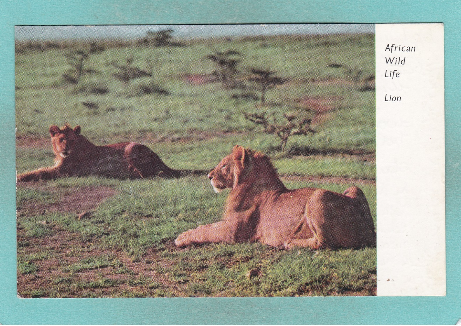 Old Post Card Of African Wild Life,Lion,Rhodesia,South Africa,J33. - South Africa