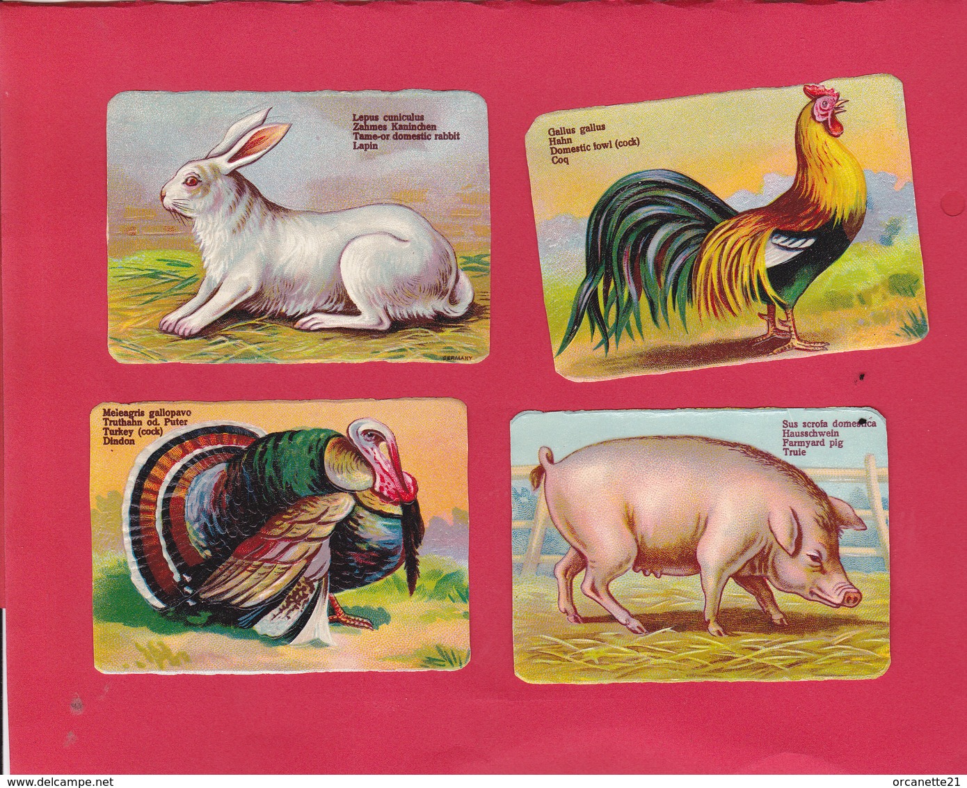 8 Chromos Découpis (2 Scans) éducatifs Légèrement Gaufrés - Animaux De La Ferme - Cochon -coq -lapin Etc... - Animaux