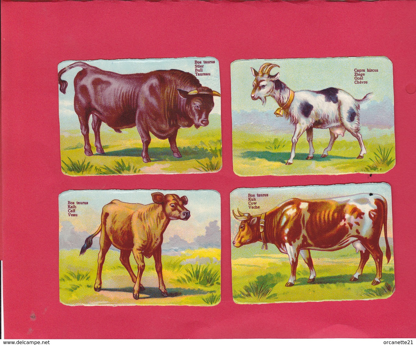 8 Chromos - Découpis (2 Scans) éducatifs Légèrement Gaufrés- Animaux De La Ferme - Cheval - Vache - Veau - Ane - Etc... - Animaux