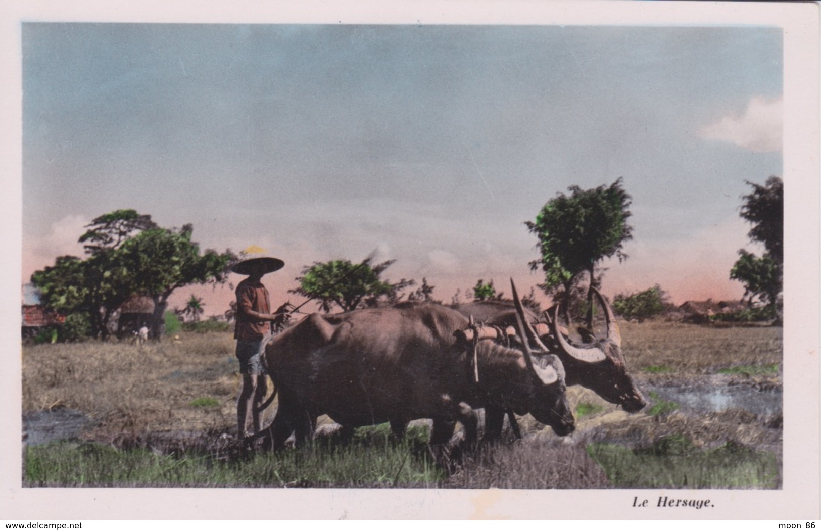 ASIE - CAMBODGE  - BOEUFS ZÉBU - LE HERSAGE POUR LA CULTURE DU RIZ - Cambodge