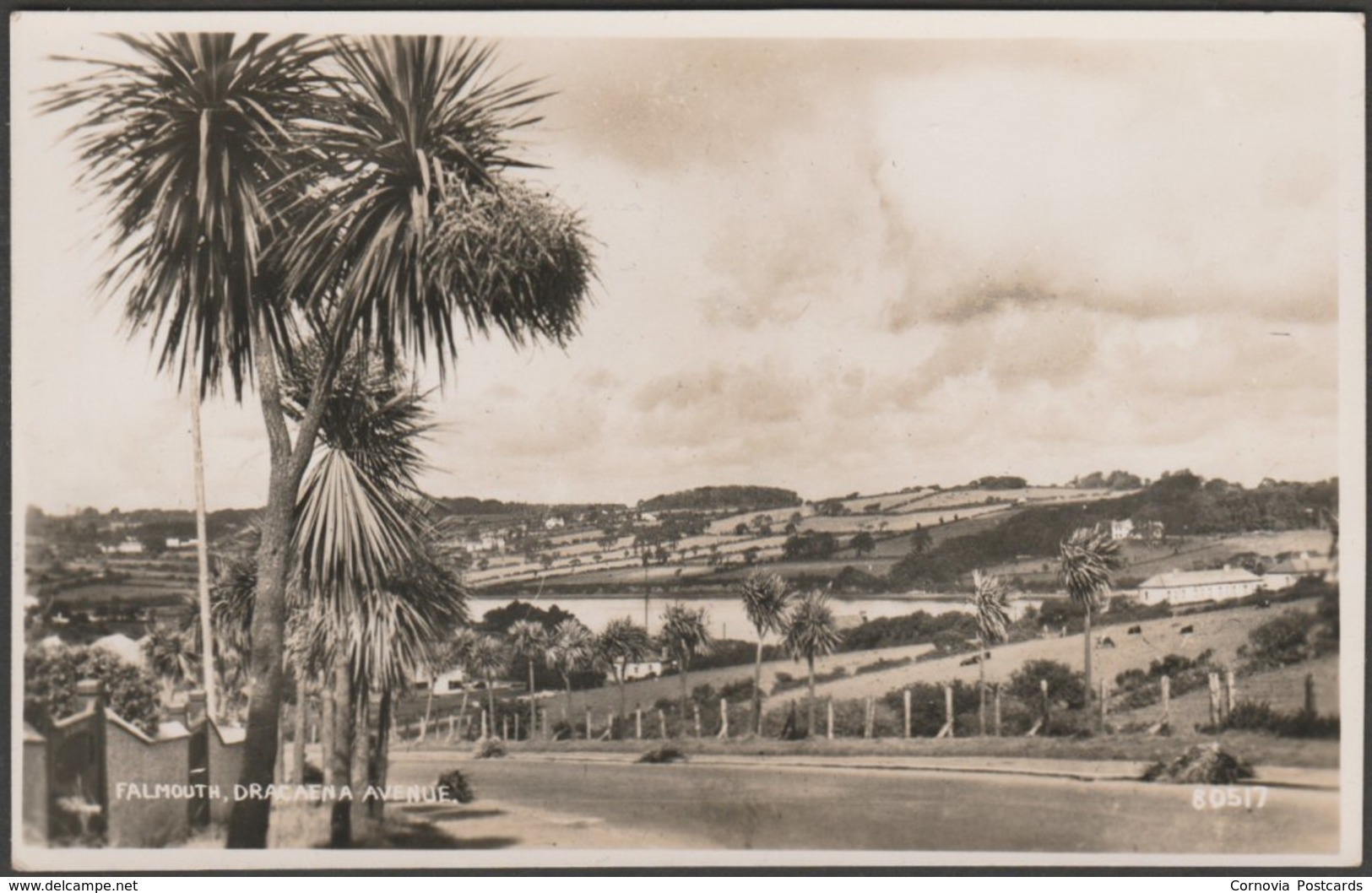 Dracaena Avenue, Falmouth, Cornwall, C.1950s - Photochrom RP Postcard - Falmouth