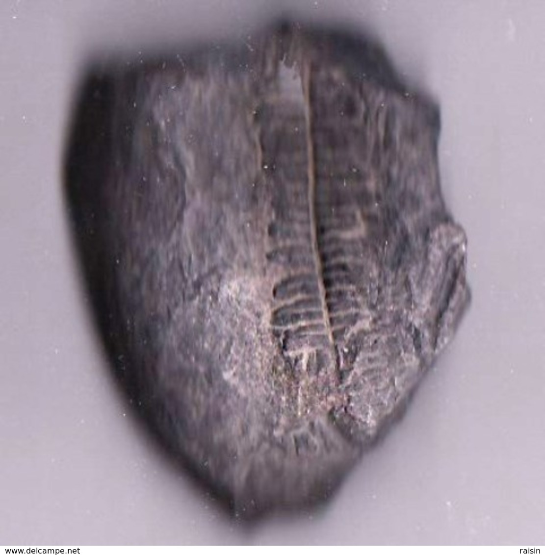 Plante Du Carbonifère 'Lonchopteria Rugosa" - Fossils