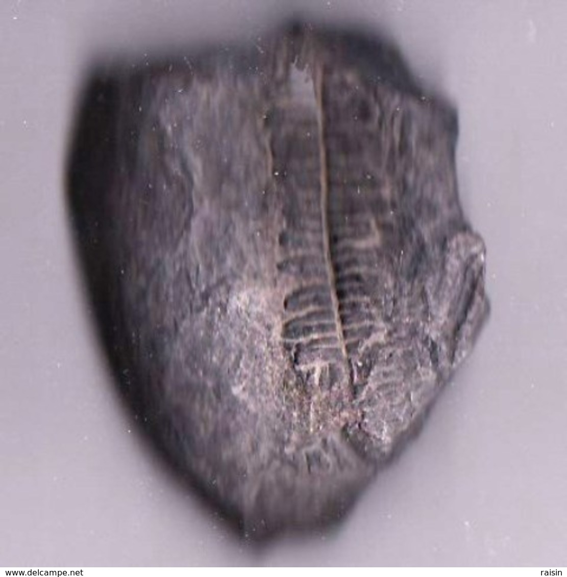 Plante Du Carbonifère 'Lonchopteria Rugosa" - Fossiles