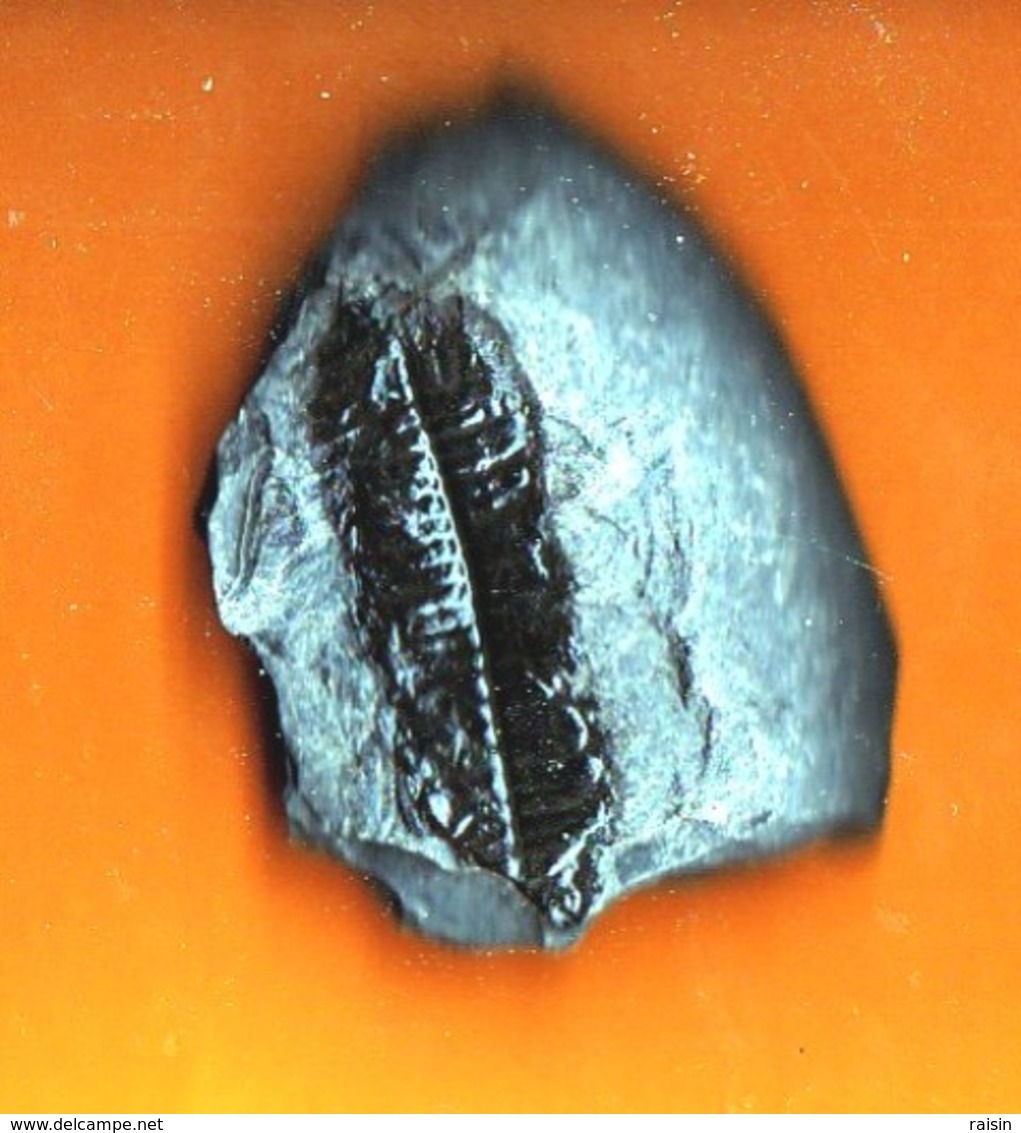 Plante Du Carbonifère 'Lonchopteria Rugosa" - Fossils