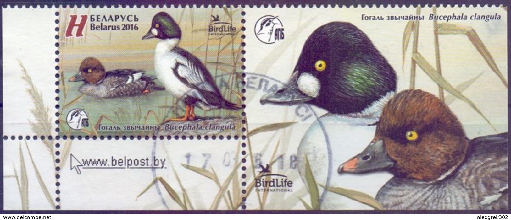 Used Belarus 2016 , Bird Of The Year - Common Goldeneye (Bucephala Clangula) 1V + Tab. - Belarus