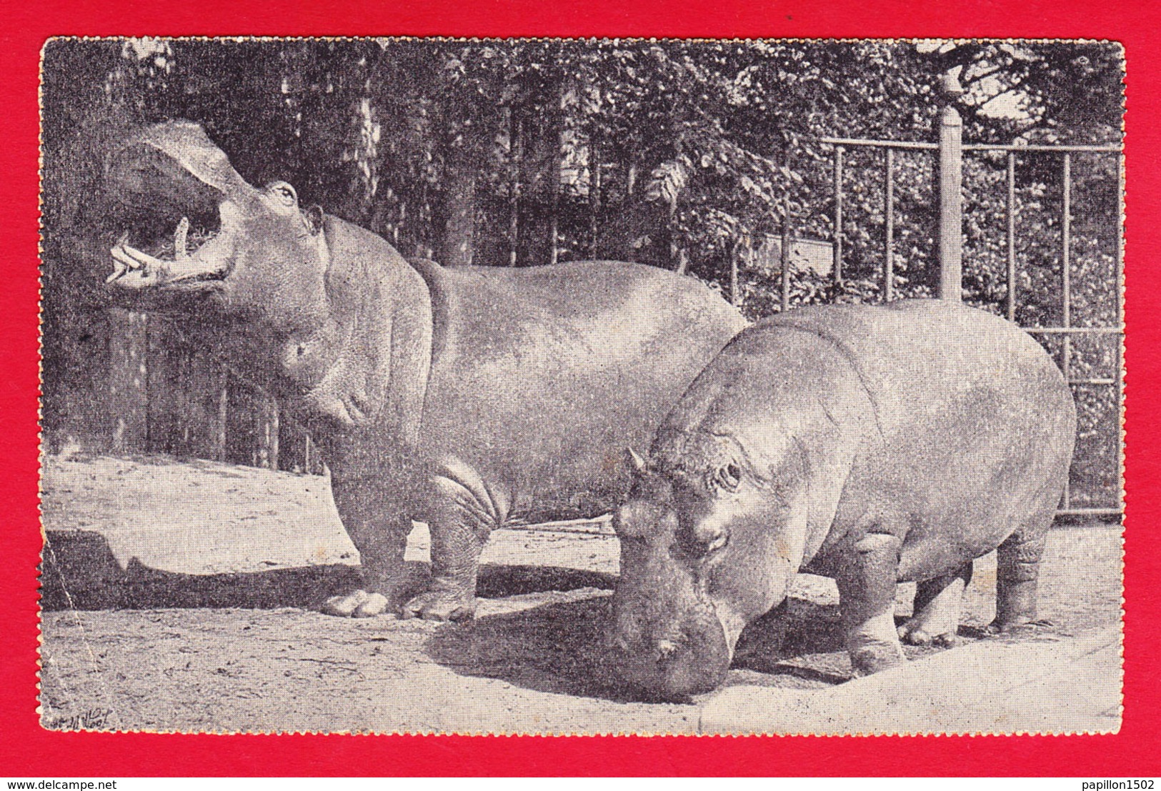 Animaux-179P40 Hippopotames - Other & Unclassified