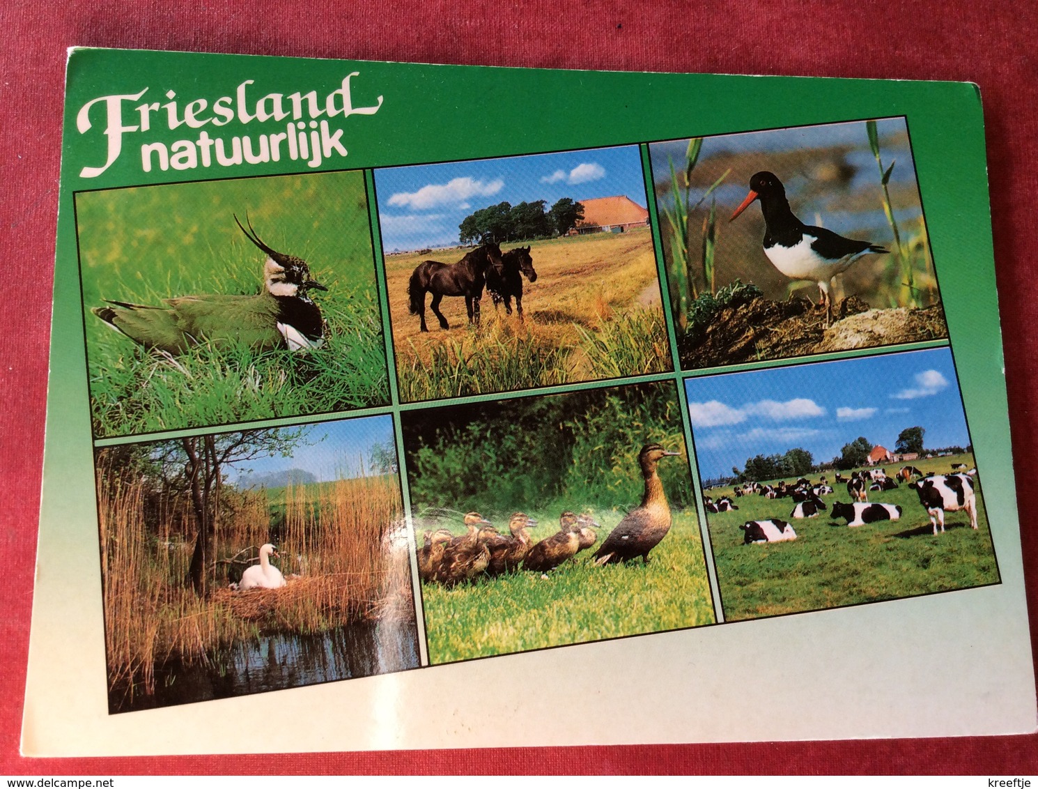 Nederland. Friesland Natuurlijk ( Eend Koe Paard Zwaan ) - Andere & Zonder Classificatie