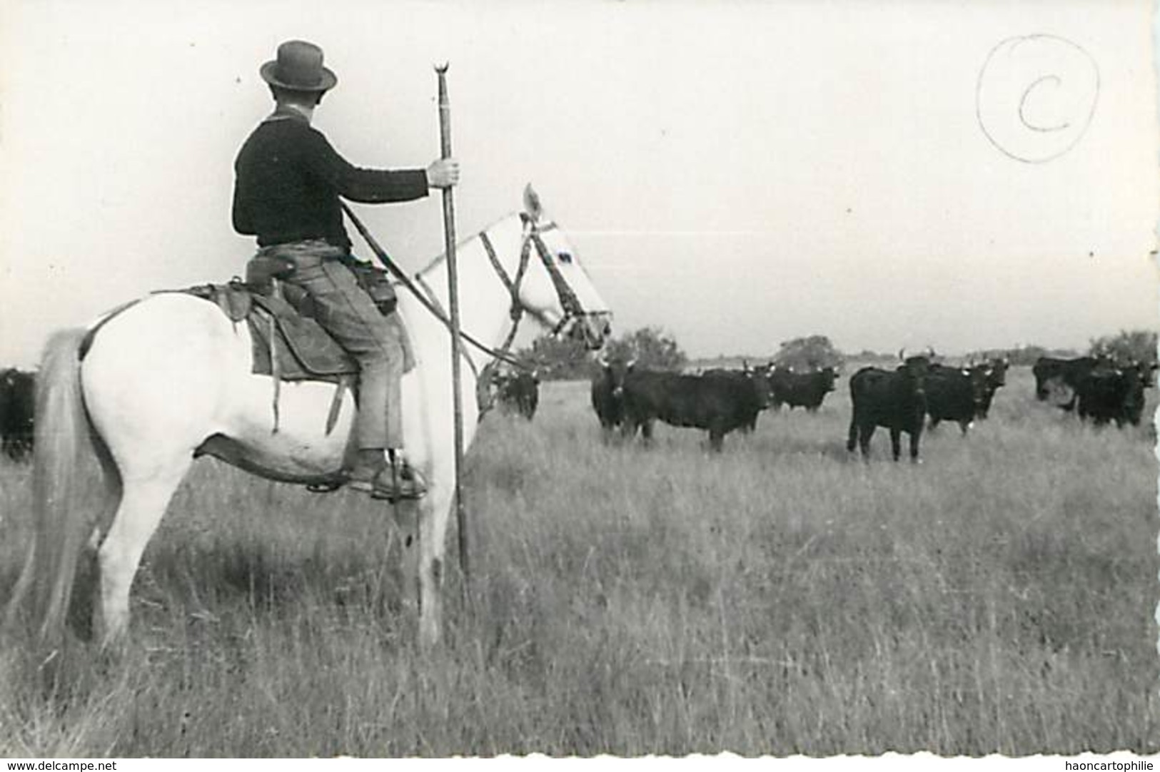 Carte Photo Camargue Gardian Chevaux Editeur Photo Clarion Aigues Mortes - Aigues-Mortes