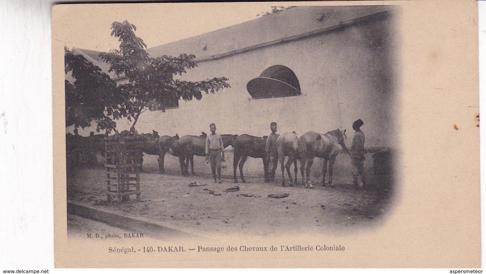 SENEGAL. DAKAR. PANSAGE DES CHEVAUX DE L'ARTILLERIE COLONIALE. MD PHOT. CIRCA 1900s. NON CIRCULEE- BLEUP - Senegal