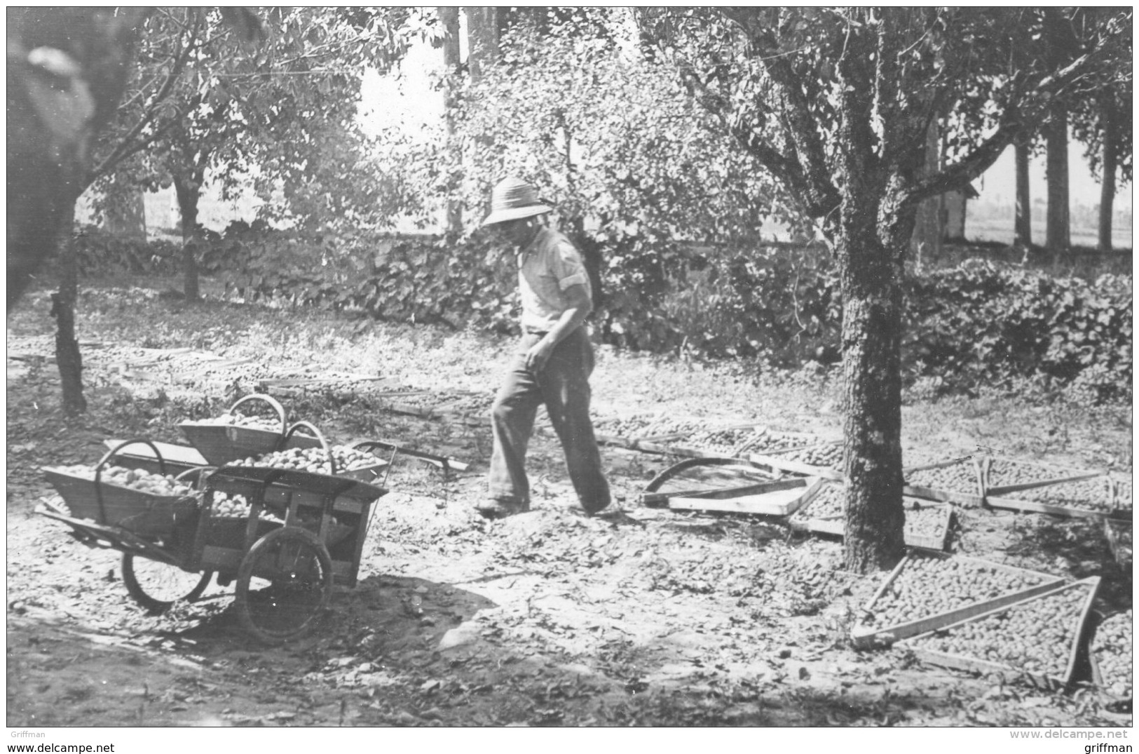 LOT ET GARONNE RECOLTE DES PRUNES D'ENTE CPSM 9X14 NEUVE - Autres & Non Classés