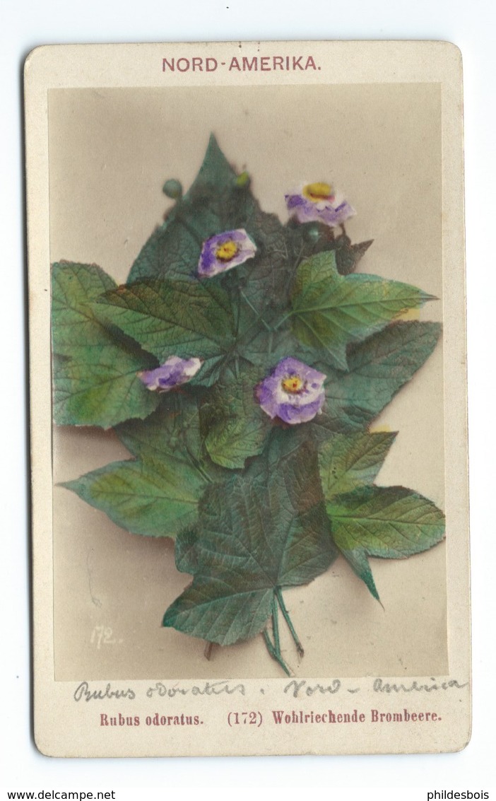 PHOTO ORIGINALE Véritable FIN XIXeme  E.LINDE&CO  PLANTE RUBUS ODORATUS - Anciennes (Av. 1900)