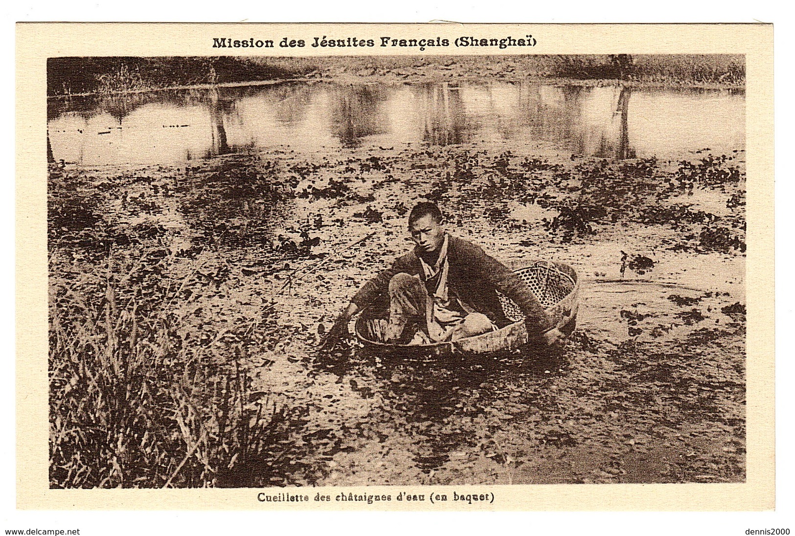 CHINE - SHANGHAÏ - Mission Des Jésuites Français - Cueillette Des Châtaignes D' Eau (en Baquet) - Chine