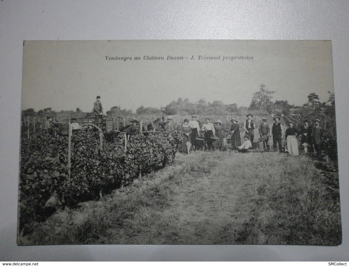 33 Saint Loubès. Vendanges Au Chateau Duzan (116) - Other & Unclassified