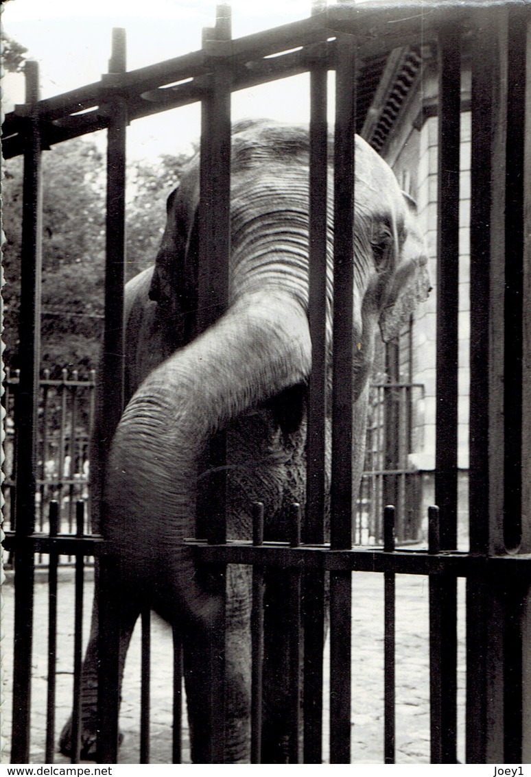 22 Photos Zoo Vintage Zoo De Vincennes Format 9/13 - Alben & Sammlungen