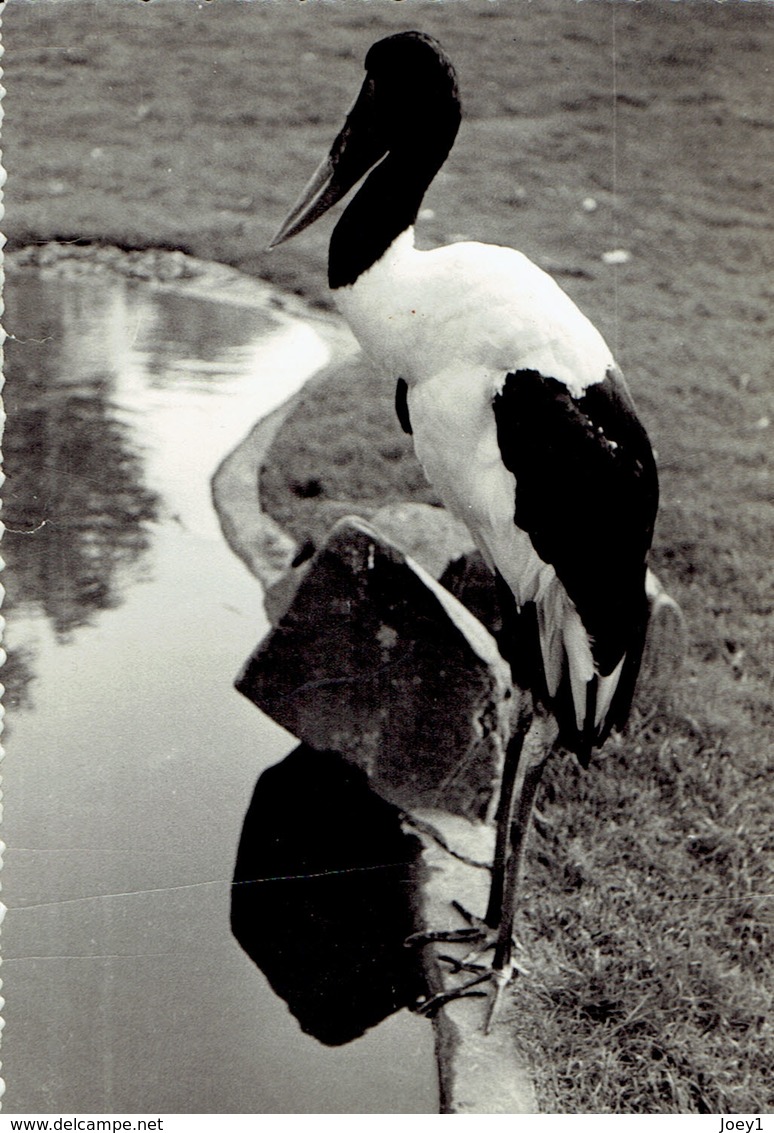 22 photos zoo vintage zoo de Vincennes format 9/13