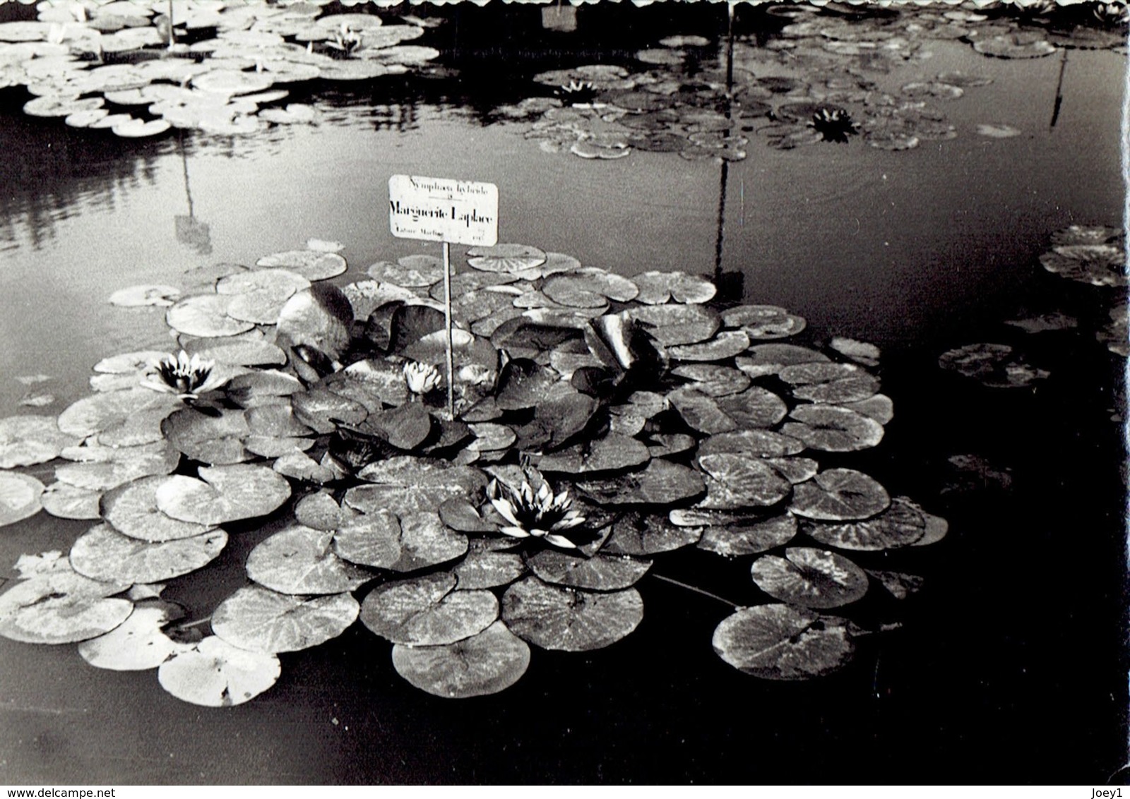 22 photos zoo vintage zoo de Vincennes format 9/13